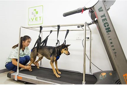 การทำกายภาพดีต่อคุณภาพสัตว์เลี้ยงอย่างไร การทำกายภาพดีต่อคุณภาพสัตว์เลี้ยงอย่างไร